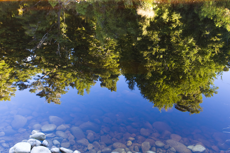 Forest Reflected In Stream